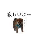 柴犬 こたろう 2（個別スタンプ：20）