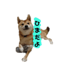 柴犬 こたろう 2（個別スタンプ：21）