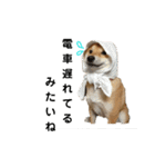 柴犬 こたろう 2（個別スタンプ：22）