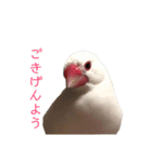 白文鳥のピッピ（個別スタンプ：1）