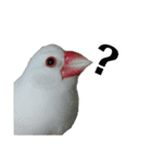 白文鳥のピッピ（個別スタンプ：2）