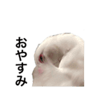 白文鳥のピッピ（個別スタンプ：3）