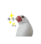 白文鳥のピッピ（個別スタンプ：4）