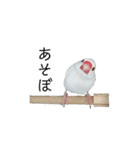 白文鳥のピッピ（個別スタンプ：5）