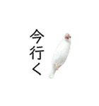 白文鳥のピッピ（個別スタンプ：6）