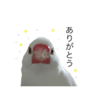 白文鳥のピッピ（個別スタンプ：7）