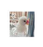 白文鳥のピッピ（個別スタンプ：8）