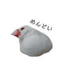 白文鳥のピッピ（個別スタンプ：9）