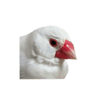 白文鳥のピッピ（個別スタンプ：10）