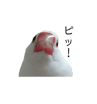 白文鳥のピッピ（個別スタンプ：12）