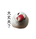 白文鳥のピッピ（個別スタンプ：13）