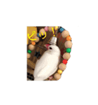 白文鳥のピッピ（個別スタンプ：14）