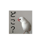 白文鳥のピッピ（個別スタンプ：17）