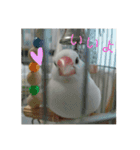 白文鳥のピッピ（個別スタンプ：18）