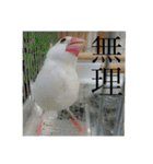 白文鳥のピッピ（個別スタンプ：19）