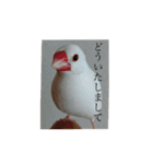 白文鳥のピッピ（個別スタンプ：20）