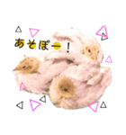 うずらさん。3（個別スタンプ：5）