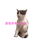 ケトくん4（個別スタンプ：1）