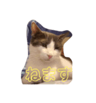 ケトくん4（個別スタンプ：4）