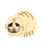 ケトくん4（個別スタンプ：8）