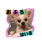 リズの日常スタンプ（個別スタンプ：4）