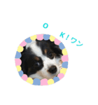 上手にお話するパピヨンの生活（個別スタンプ：4）