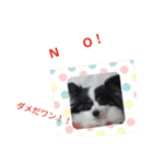 上手にお話するパピヨンの生活（個別スタンプ：5）