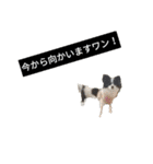 上手にお話するパピヨンの生活（個別スタンプ：7）