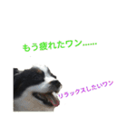 上手にお話するパピヨンの生活（個別スタンプ：14）