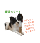 上手にお話するパピヨンの生活（個別スタンプ：18）