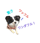 上手にお話するパピヨンの生活（個別スタンプ：19）