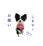 上手にお話するパピヨンの生活（個別スタンプ：28）