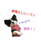 上手にお話するパピヨンの生活（個別スタンプ：30）