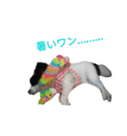 上手にお話するパピヨンの生活（個別スタンプ：39）