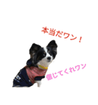 上手にお話するパピヨンの生活（個別スタンプ：40）