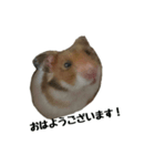 ハムたむ君頑張るだす（個別スタンプ：1）