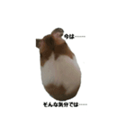 ハムたむ君頑張るだす（個別スタンプ：2）