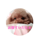 トイプードルのチェリー（個別スタンプ：2）
