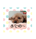 トイプードルのチェリー（個別スタンプ：7）