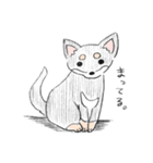 チワワのけんちゃん（個別スタンプ：3）