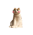実写猫スコティッシュフォールド（個別スタンプ：1）