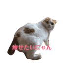 実写猫スコティッシュフォールド（個別スタンプ：5）