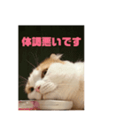 実写猫スコティッシュフォールド（個別スタンプ：6）