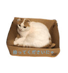 実写猫スコティッシュフォールド（個別スタンプ：7）
