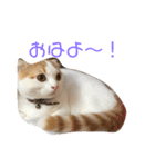 実写猫スコティッシュフォールド（個別スタンプ：8）