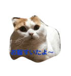 実写猫スコティッシュフォールド（個別スタンプ：9）