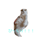 実写猫スコティッシュフォールド（個別スタンプ：11）