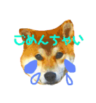 ポコ太の挨拶スタンプ（個別スタンプ：1）