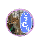 ポコ太の挨拶スタンプ（個別スタンプ：4）