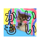 ポコ太の挨拶スタンプ（個別スタンプ：7）